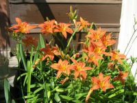 More day lilies