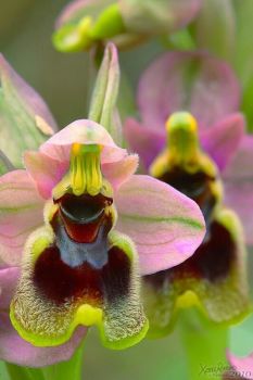 Wild Orchids of Spain. Oprhys tenthredinifera.