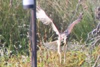Red-tailed Hawk