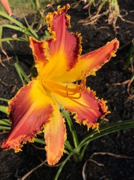 Ruffled day lily