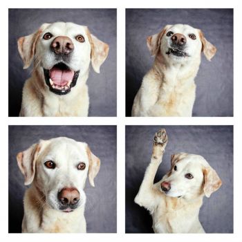 Shelter Dogs Showcase Their Unique Personalities - Louis