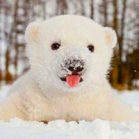 Baby Polar Cub