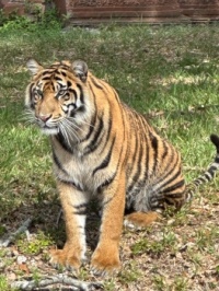 Tiger at Zoo Miami
