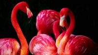 flamingos-3840x2160