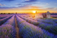 Lavender fields in Provence.