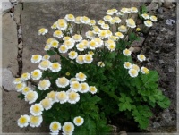 Tanacetum parthenium   -   feverfew   -   Kopretina řimbaba