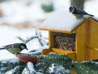 Feed board for small birds