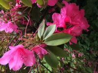 Fleurs