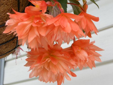 Amazing Begonias