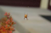 Hallowe'en spider!