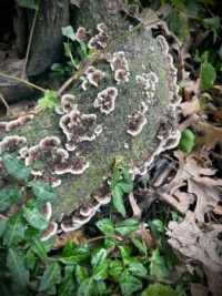 Turkey Tail Fungus 1