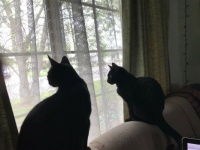 What do they spy?