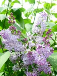 Lilac / sering.... on one of the few days it wasn't raining!!