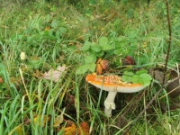 Fliegenpilz im Gras