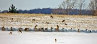 A Deer Buffet