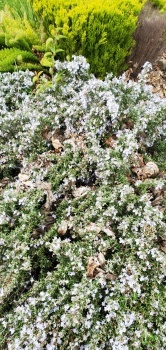 Blooms