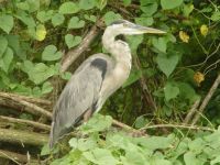 Everglades sentinel