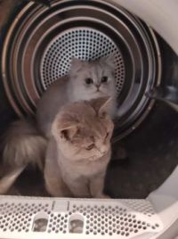 T+M