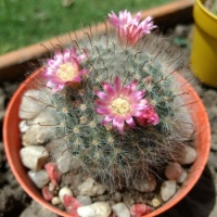 Cactus en flor 🌸