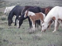 Sand Wash Basin Wild Horses, Craig, CO-- Sapphire With Her Family Band