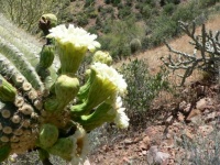 Saguaro bloom, Arizona