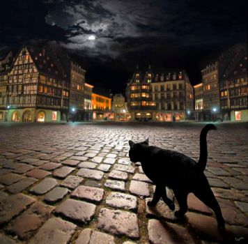 A stray cat in Strasbourg