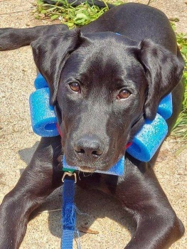 Dog collar using pool sales noodles