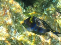 Black and speckled fish