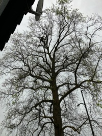 Man in Tree
