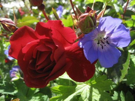 'Red Ribbons' rose and 'Buxton's Blue' Hardy Geranium