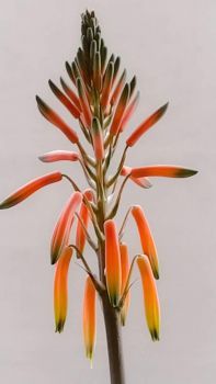 Aloe vera inflorescence