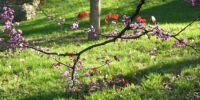 Redbud on a Spring Day