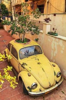 Potted VW