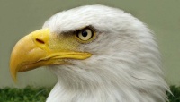 Yeah, if I was an eagle I would be pissed off too...