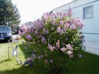 Back Lilac tree
