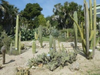 Cactus Garden