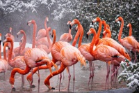 American Flamingos