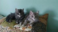 Rascal and Sassy as kittens
