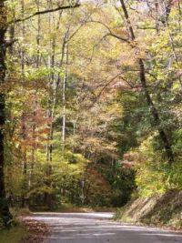 amy's creek in fall