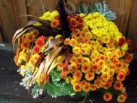 DSCF0495