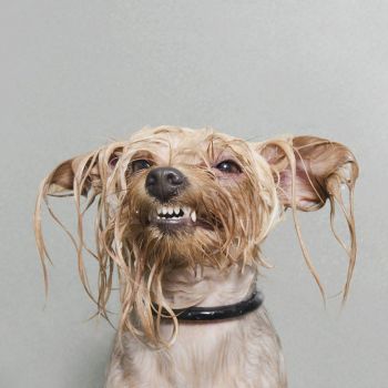 Wet Dog: Quirky Portraits of Dogs Captured Mid-Bath by Sophie Gamand