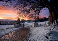 Winter Sunrise - Derrymore Woods, Northern Ireland
