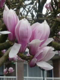 Magnolia/Tuliptree
