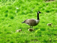 Canada Goose and Chicks