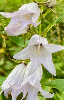 White giant bellflower