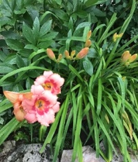 Day lily