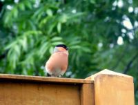 Male Bullfinch.