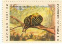Cuban snail stamp 5