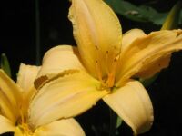 Another yellow day lily!