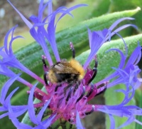carder bee on greater knapweed (akkerhommel op grote centaurie)